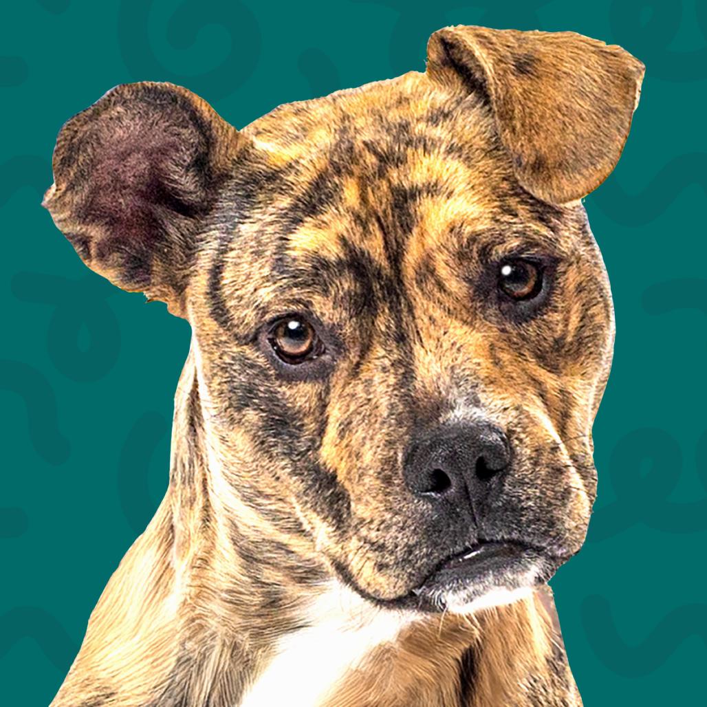 Enlarge Cletus, a Adoptable mixed breed in Reno, NV image 6/6