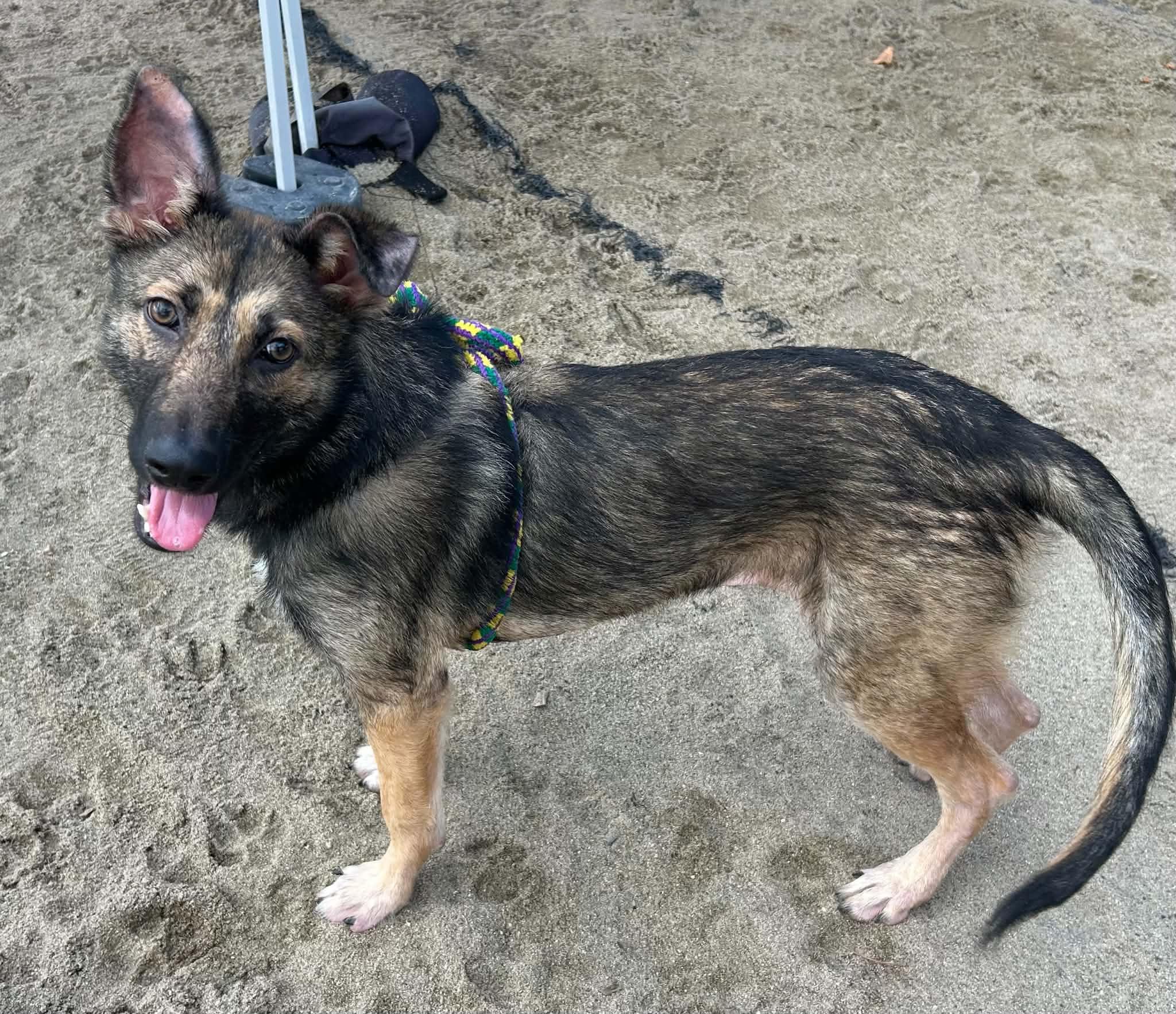Enlarge Nerissa, a Adoptable mixed breed in Salinas, CA image 2/2