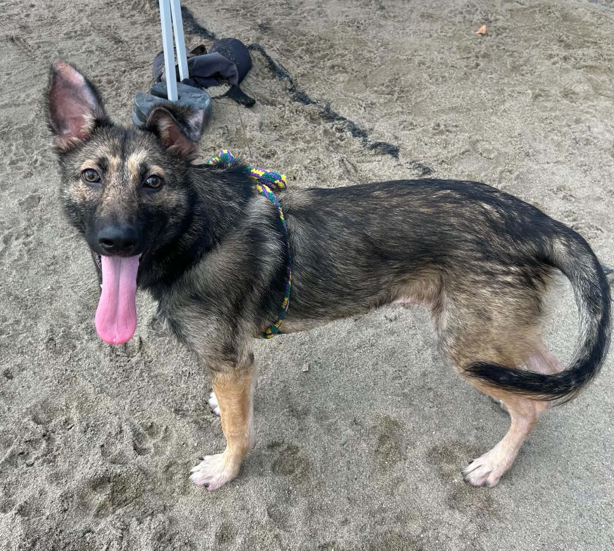 Nerissa, Adoptable, Young Female German Shepherd Dog.