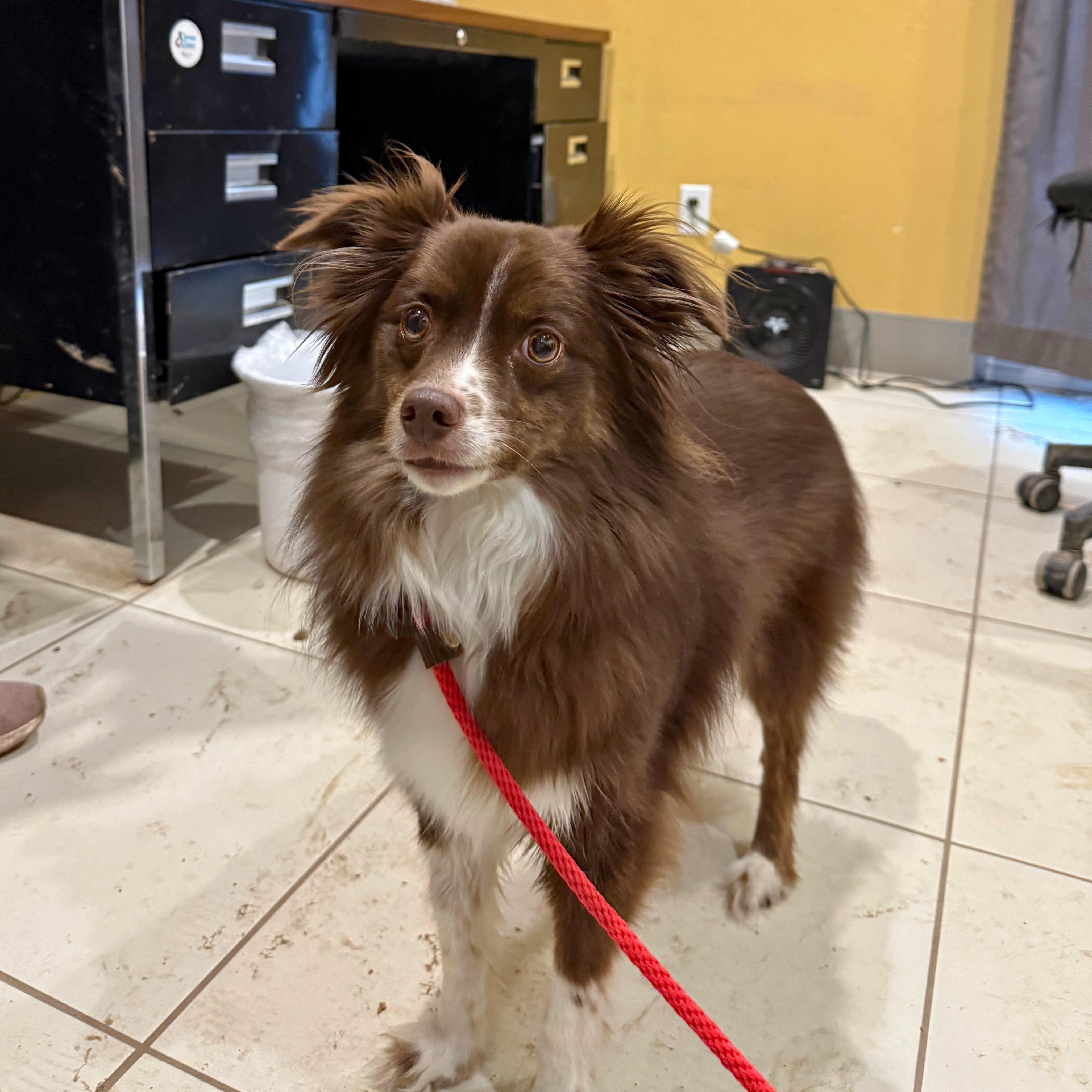 Badger , adopted, Adult Male Australian Shepherd.