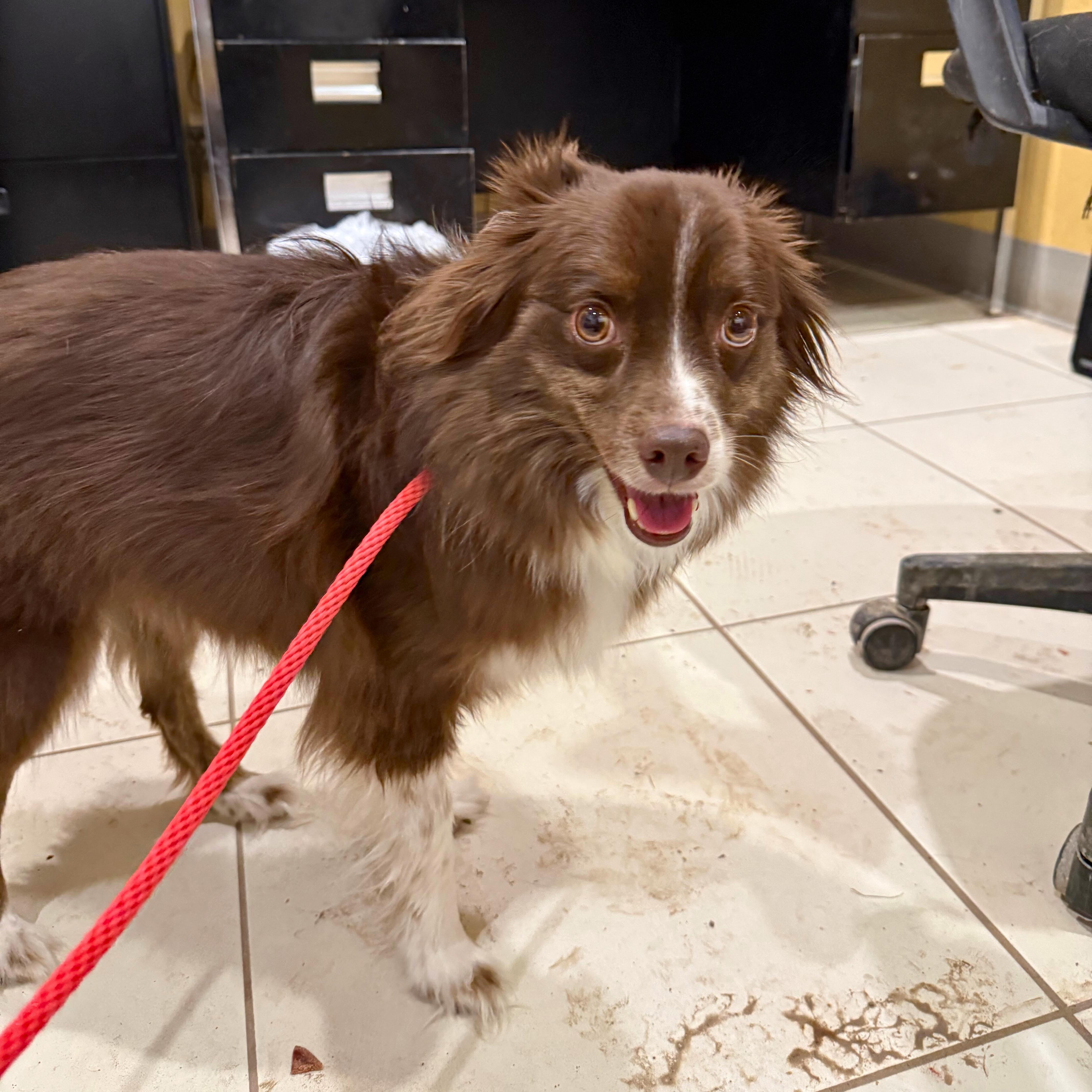 Badger , an adopted Australian Shepherd in Ridgway, CO image 3/3