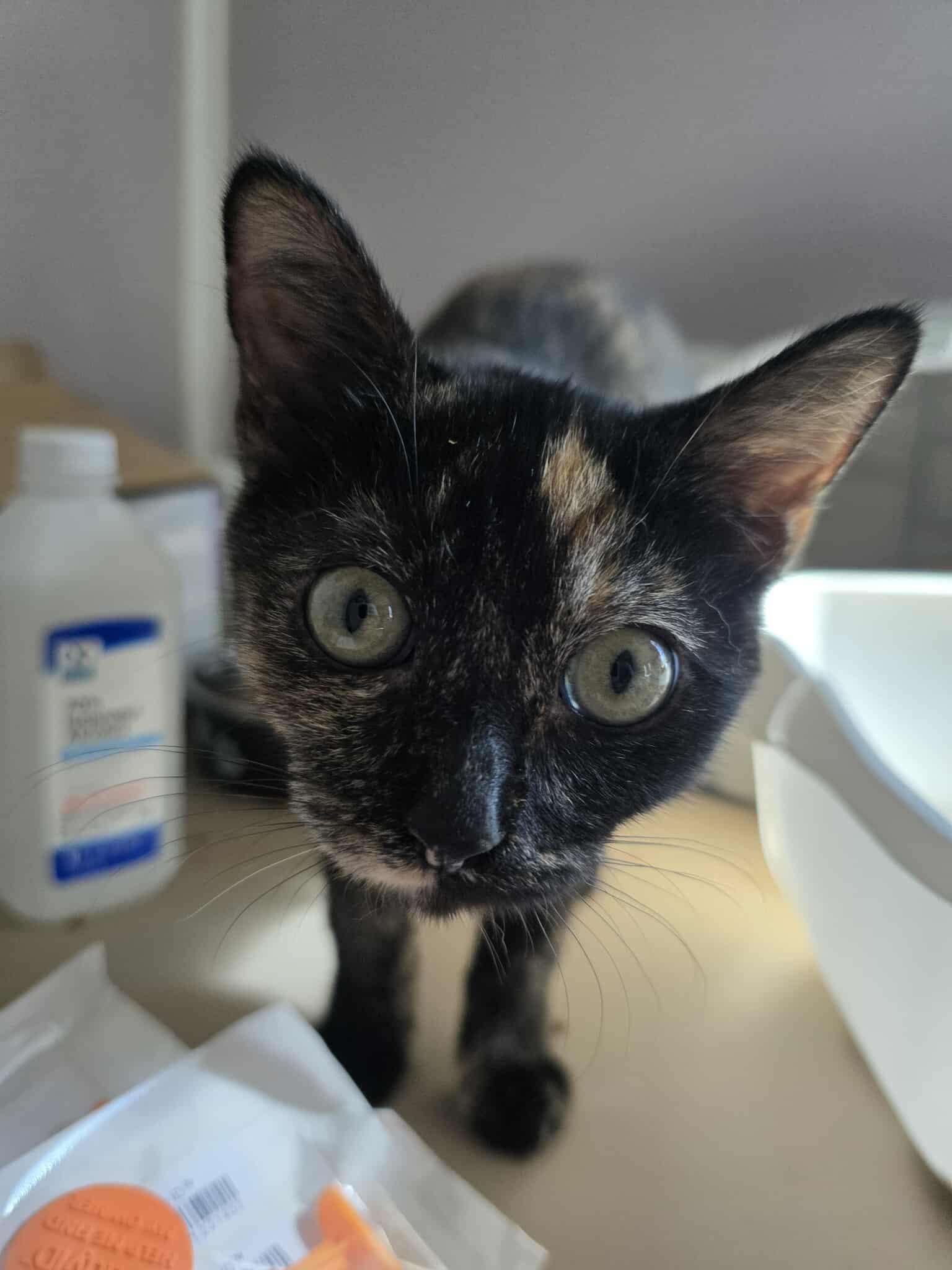 Elvira, adopted, Kitten Female Tortoiseshell.