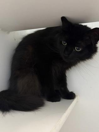 Ash, Adoptable, Adult Male Domestic Long Hair & Domestic Short Hair.