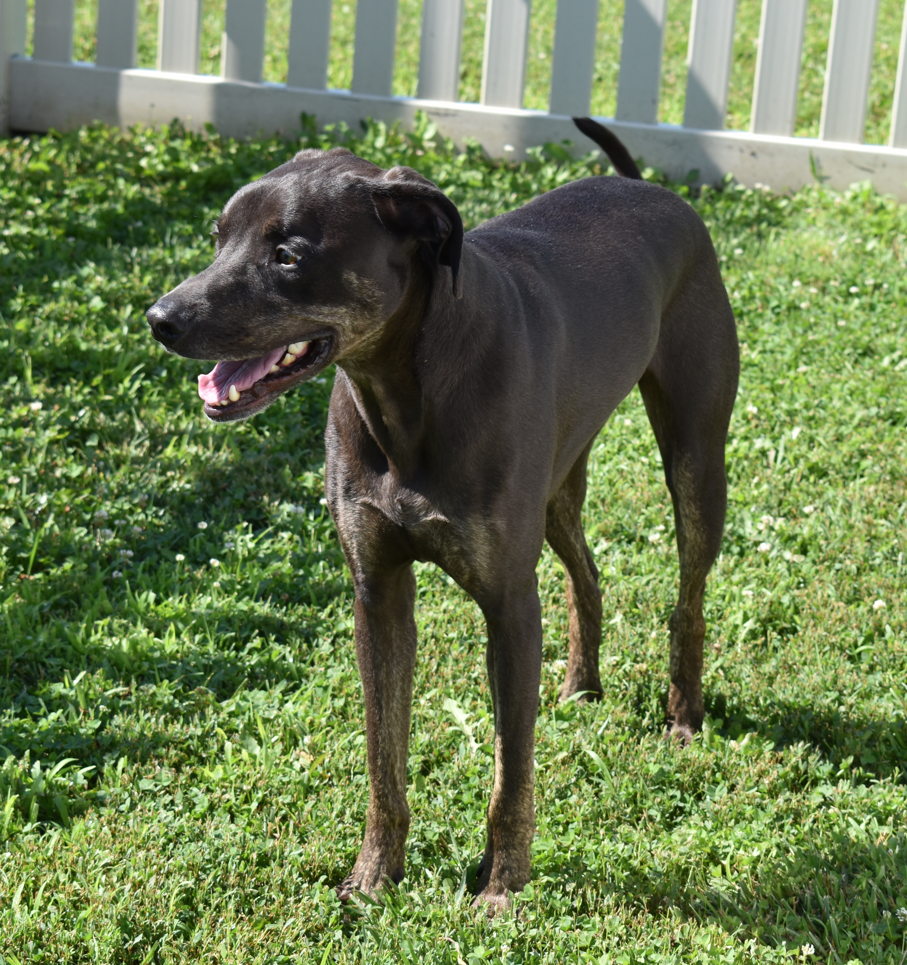 Rubik, a Adoptable mixed breed in Auburn, NE image 2/4