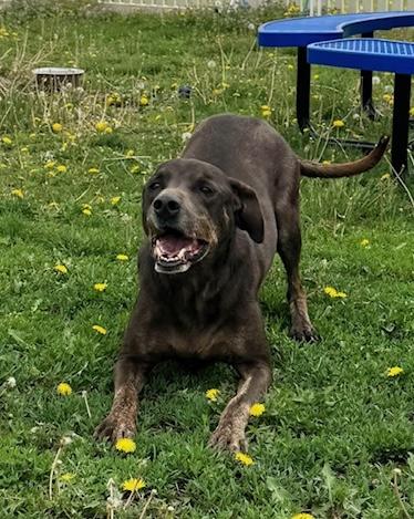 Rubik, a Adoptable mixed breed in Auburn, NE image 3/4