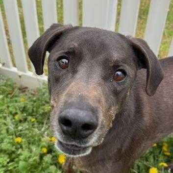 Rubik, Adoptable, Young Male Pointer.
