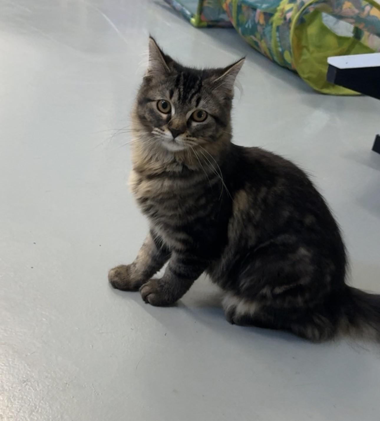 Enlarge Cayenne, an adopted Domestic Medium Hair in Boyne City, MI image 1/1