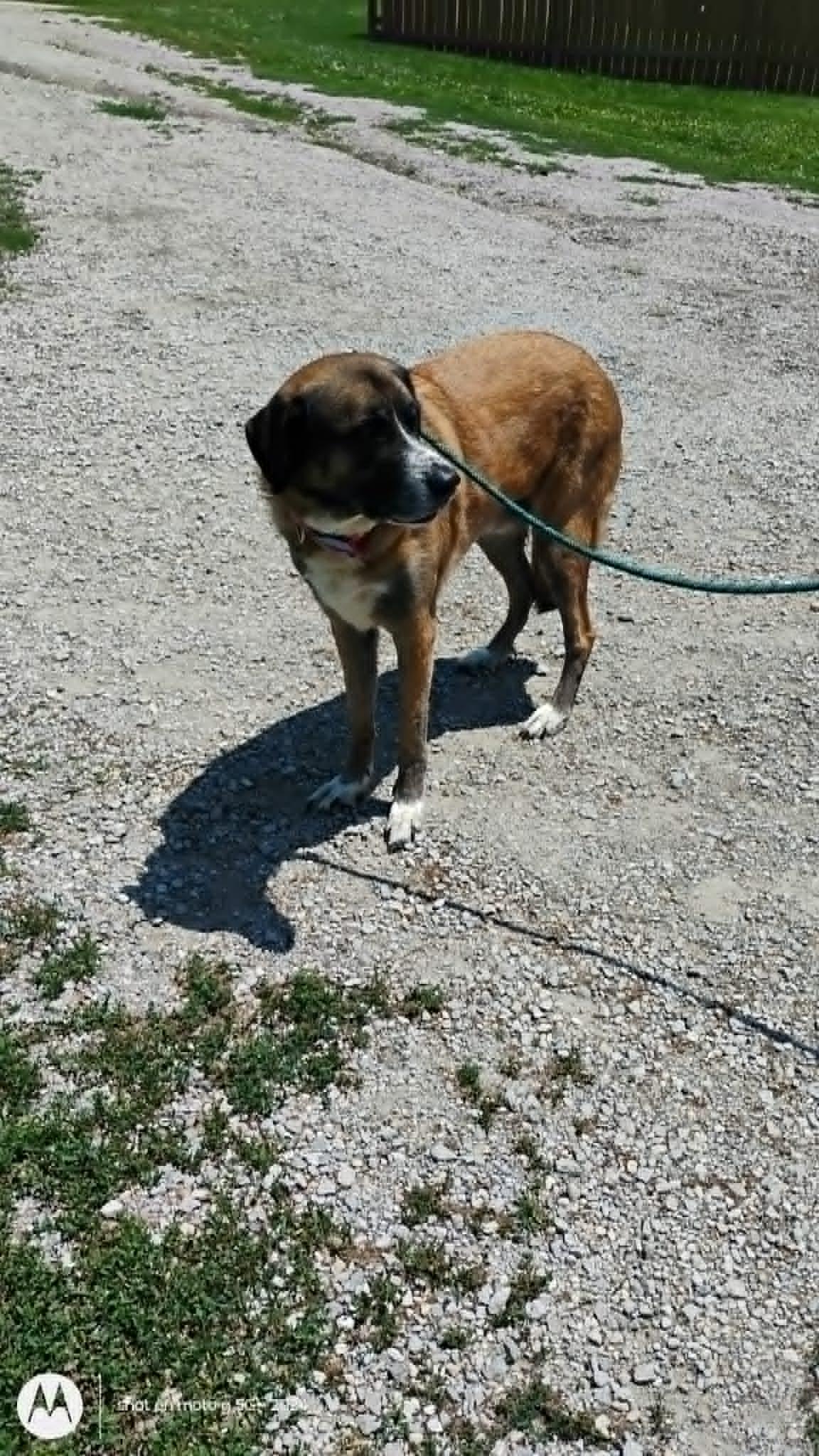 Enlarge Ted, a ADOPTABLE mixed breed in Plattsburg, MO image 2/5