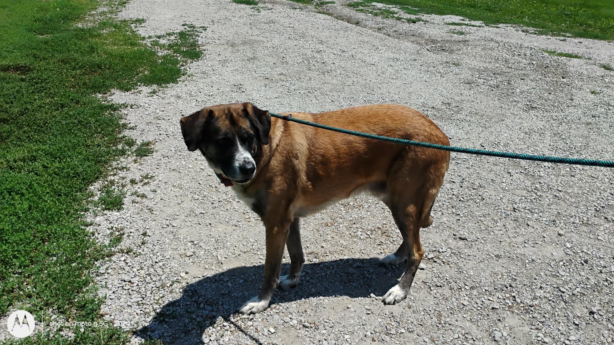 Enlarge Ted, a ADOPTABLE mixed breed in Plattsburg, MO image 5/5