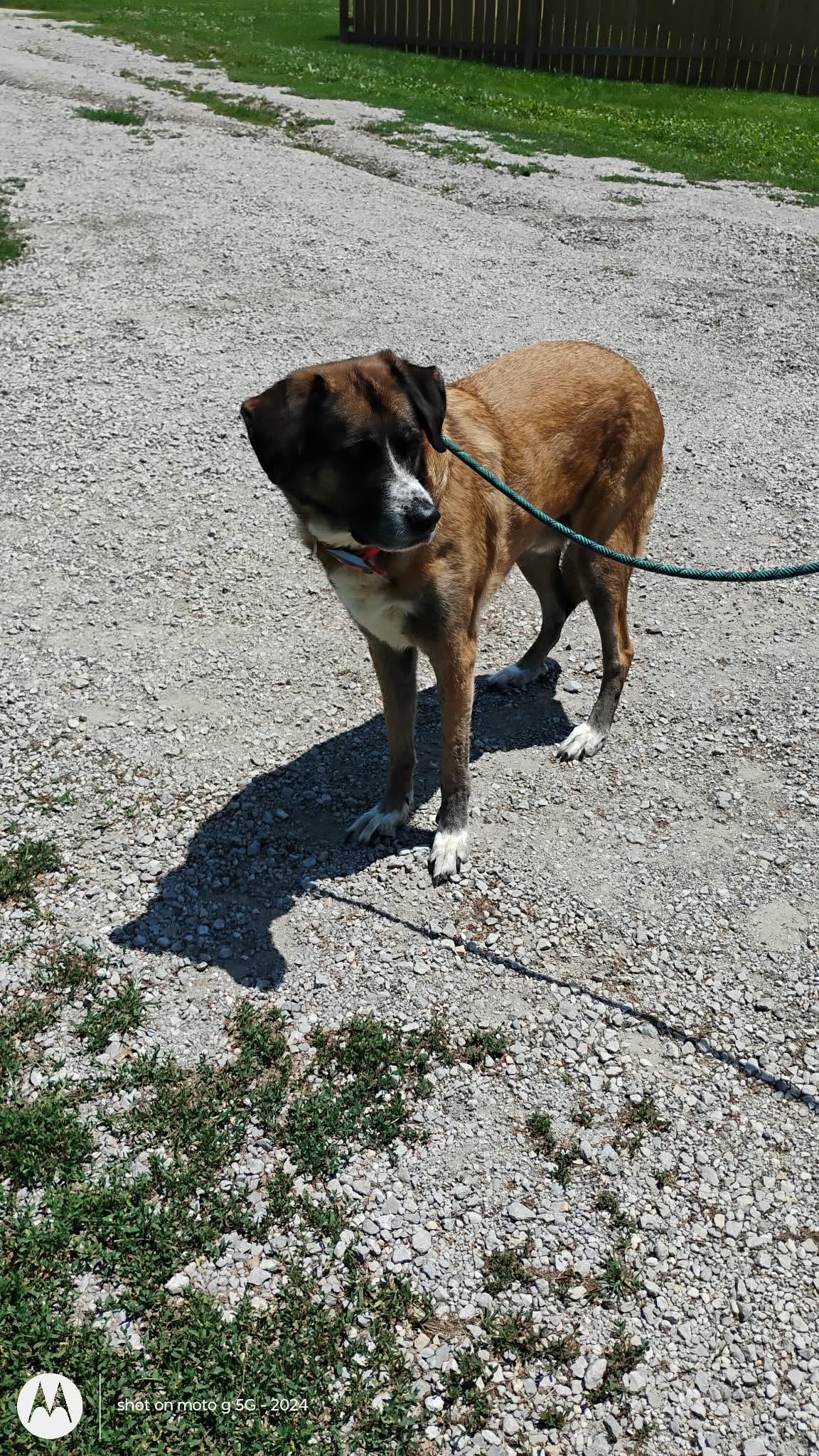 Enlarge Ted, a ADOPTABLE mixed breed in Plattsburg, MO image 3/5