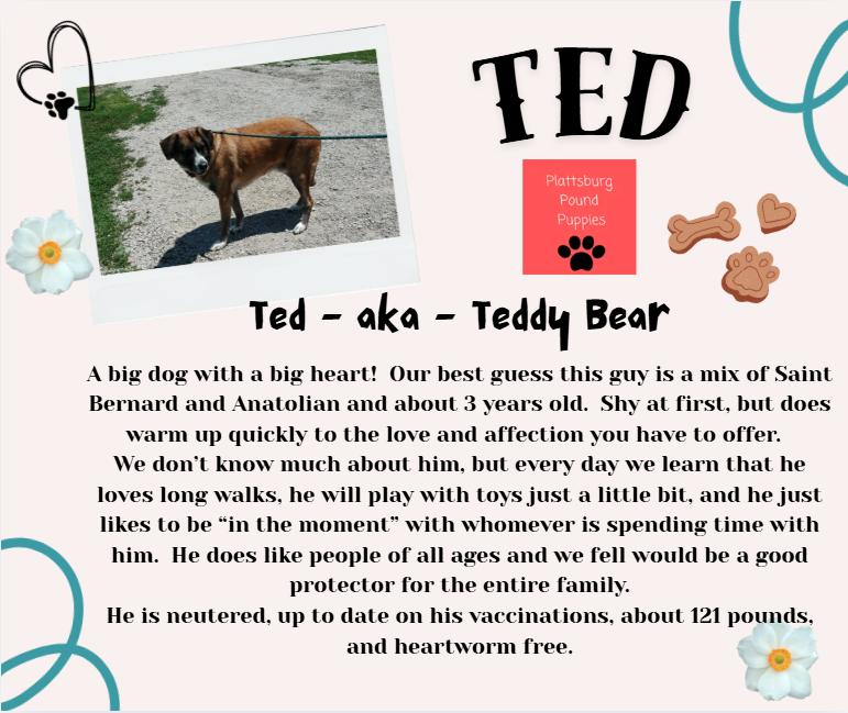 Enlarge Ted, a ADOPTABLE mixed breed in Plattsburg, MO image 4/5