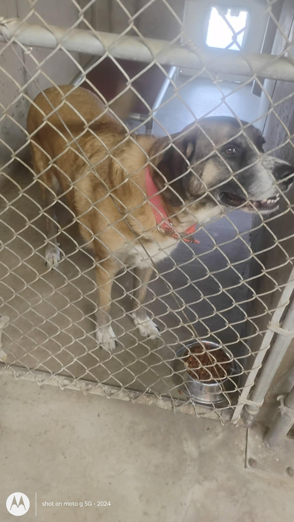 Enlarge Ted, a ADOPTABLE mixed breed in Plattsburg, MO image 1/5