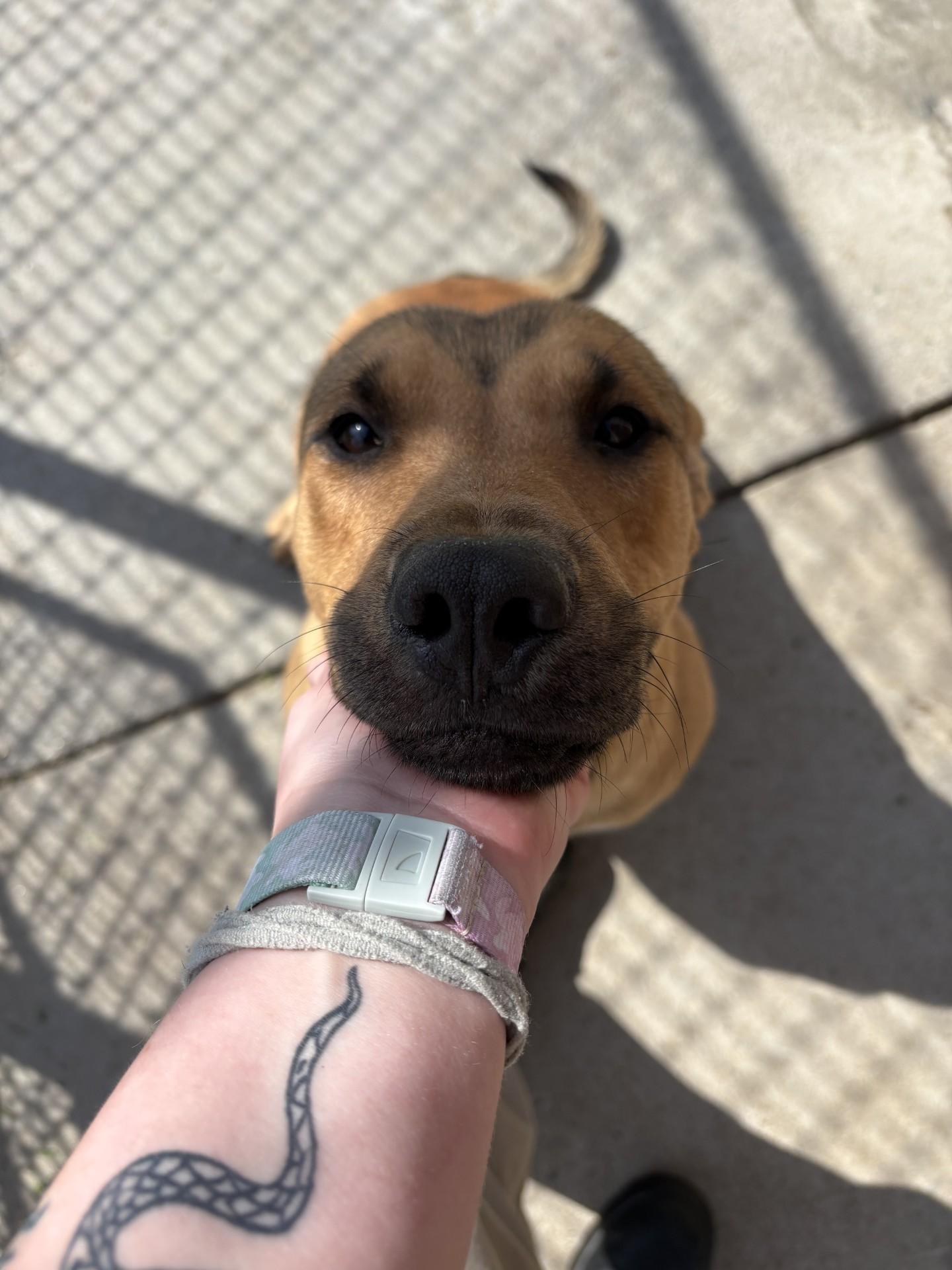 Enlarge Cleo, a ADOPTABLE mixed breed in Ashland, VA image 1/4