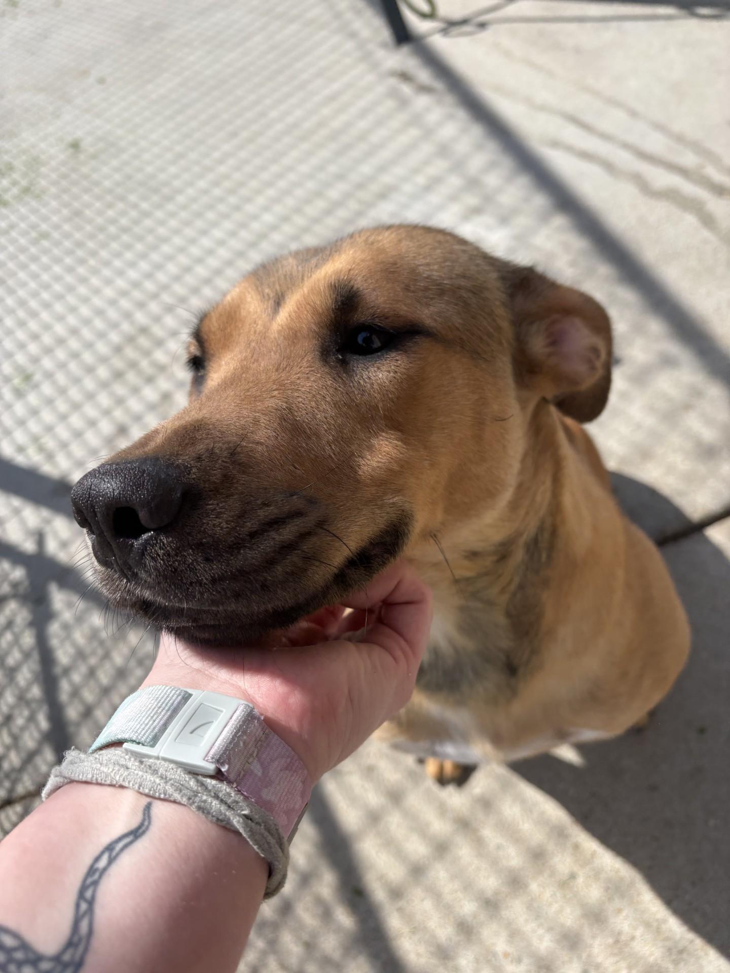 Enlarge Cleo, a ADOPTABLE mixed breed in Ashland, VA image 2/4