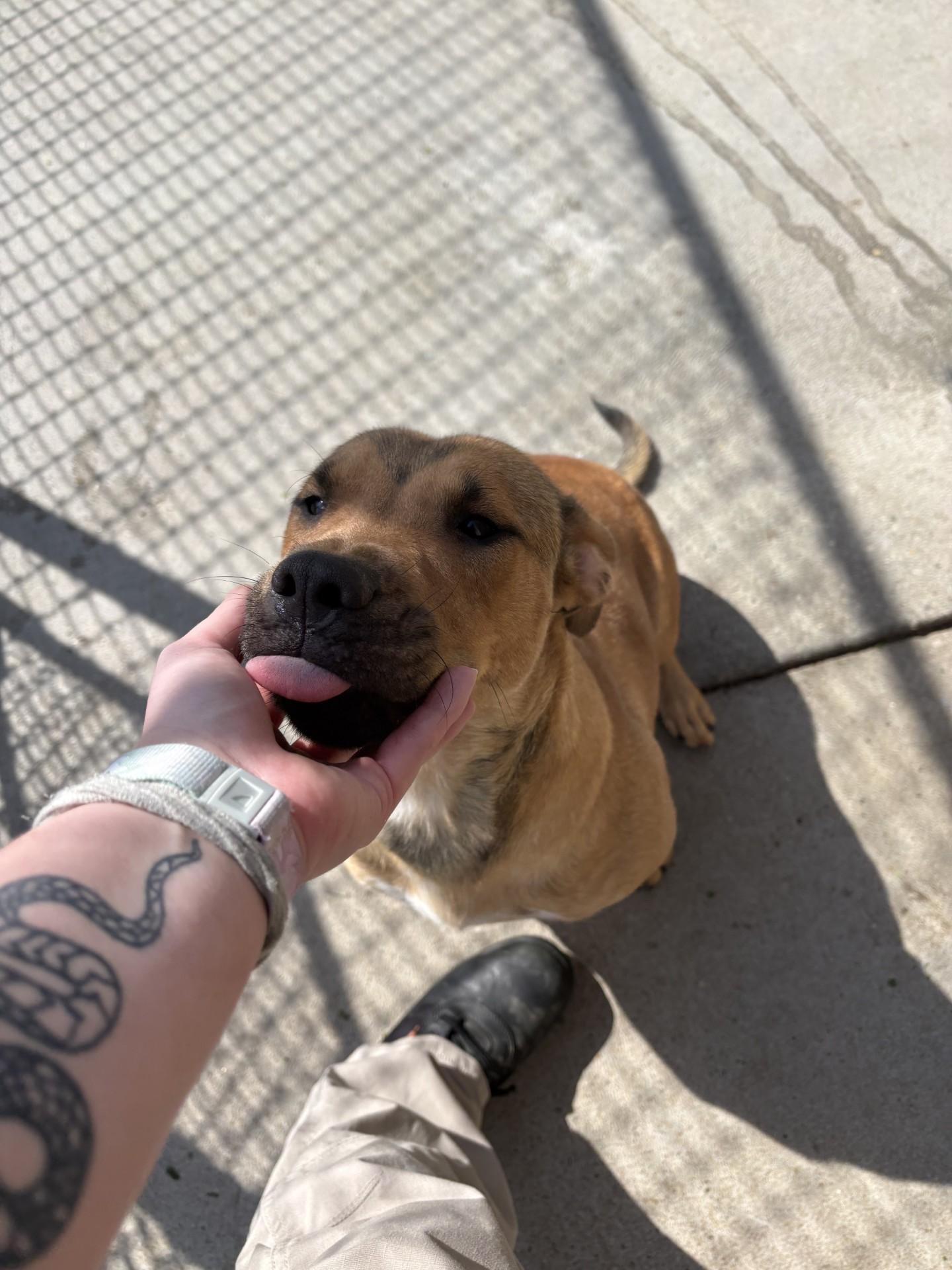 Enlarge Cleo, a ADOPTABLE mixed breed in Ashland, VA image 4/4