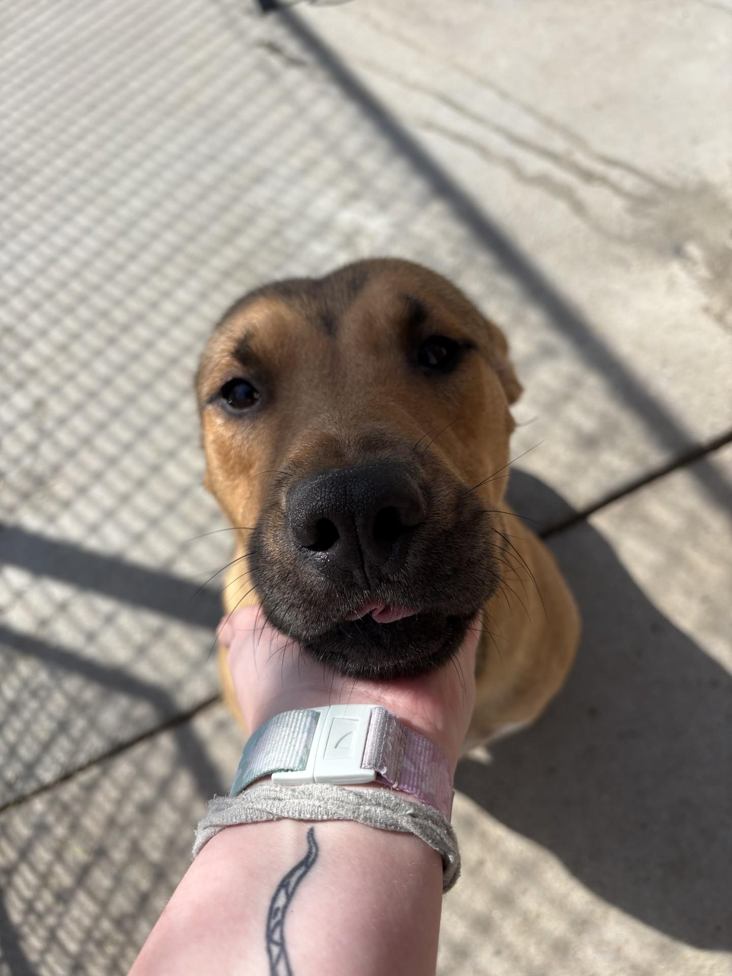 Enlarge Cleo, a ADOPTABLE mixed breed in Ashland, VA image 3/4