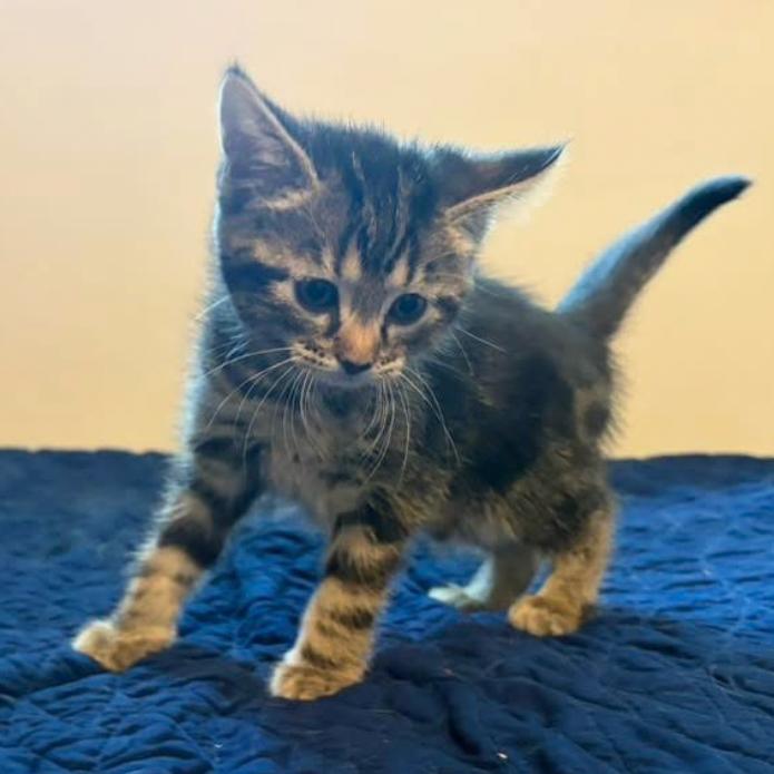 Enlarge Enola, a Adoptable Domestic Short Hair in Muncie, IN image 1/1