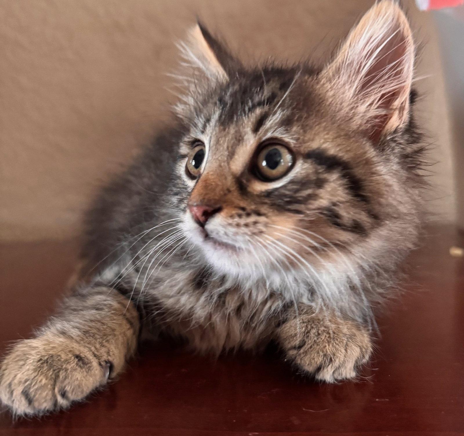 Enlarge Georgette-ADOPTED, a Adopted Domestic Medium Hair in San Jose, CA image 1/2