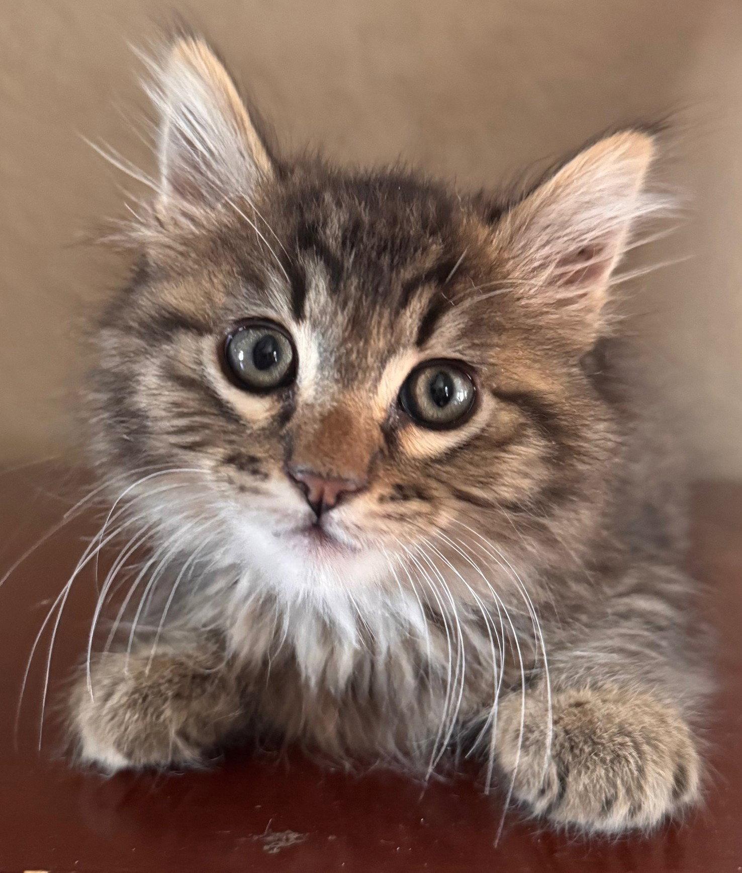 Enlarge Georgette-ADOPTED, a Adopted Domestic Medium Hair in San Jose, CA image 2/2