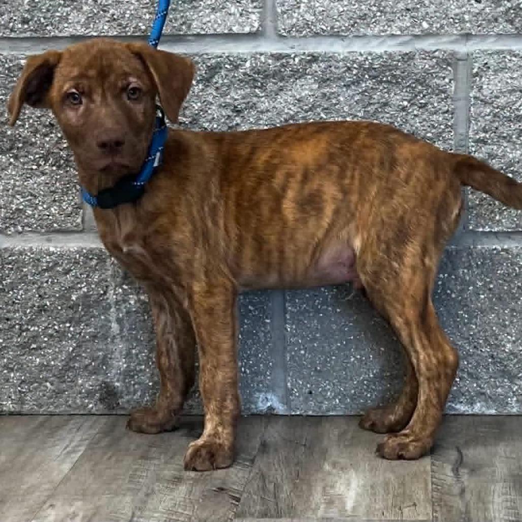 Luka, Adoptable, Puppy Male Terrier.