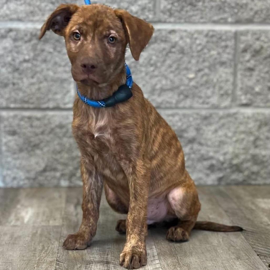 Enlarge Luka, a Adoptable Terrier in Mount Pleasant, TX image 2/2