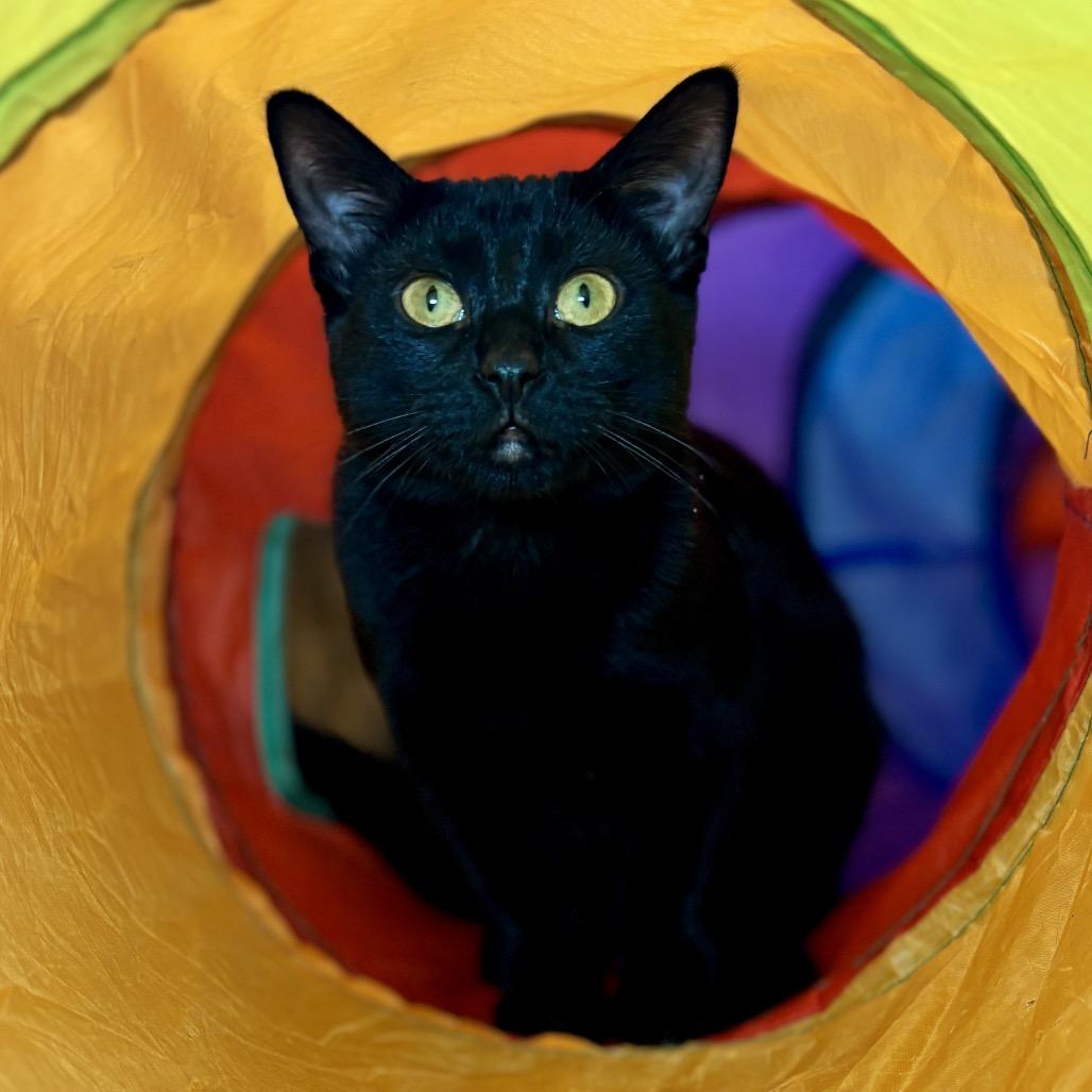 Thin Mint, a Adoptable Domestic Short Hair in Glenwood Springs, CO image 1/6