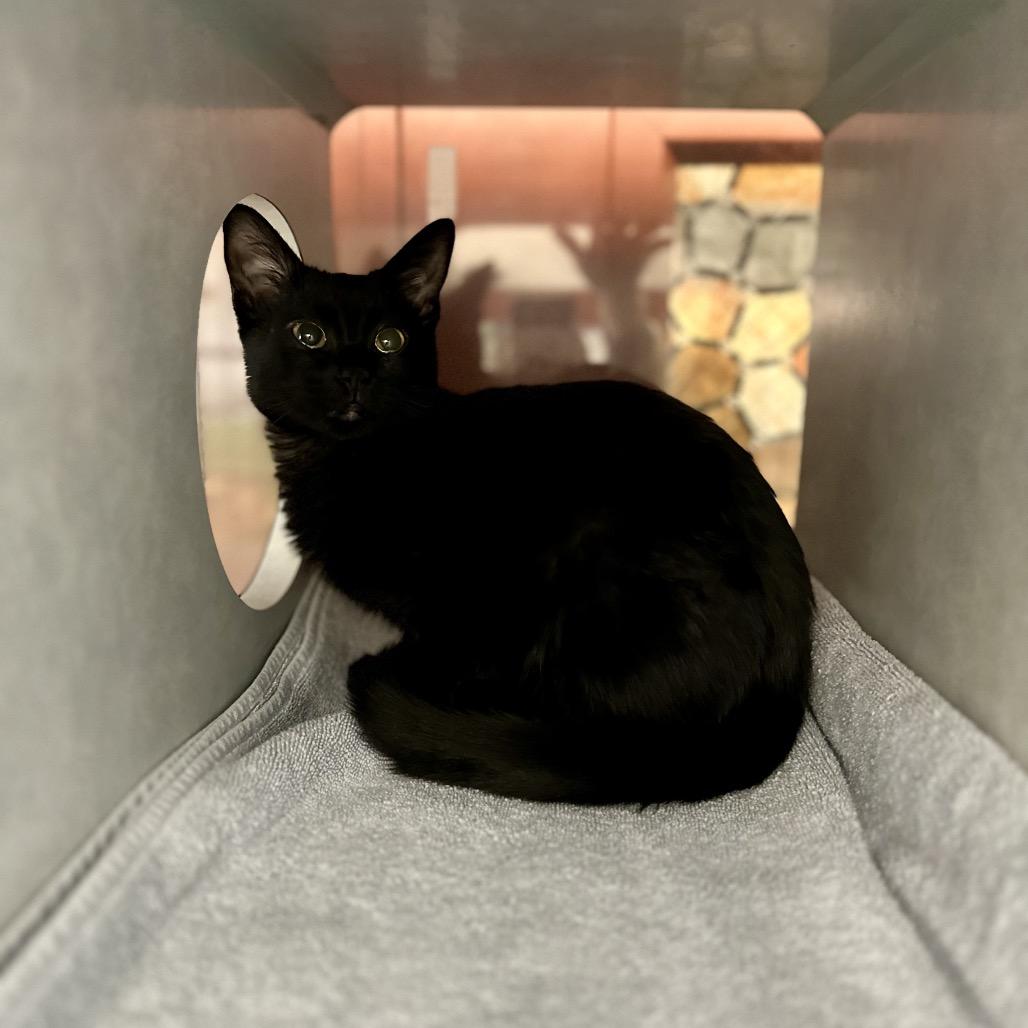 Thin Mint, Adoptable, Kitten Female Domestic Short Hair.