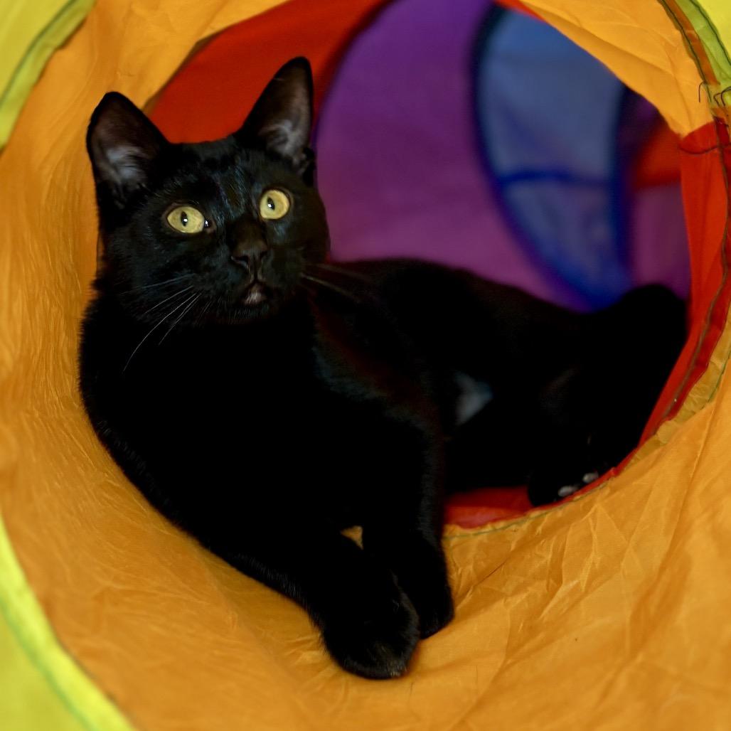 Thin Mint, a Adoptable Domestic Short Hair in Glenwood Springs, CO image 2/6