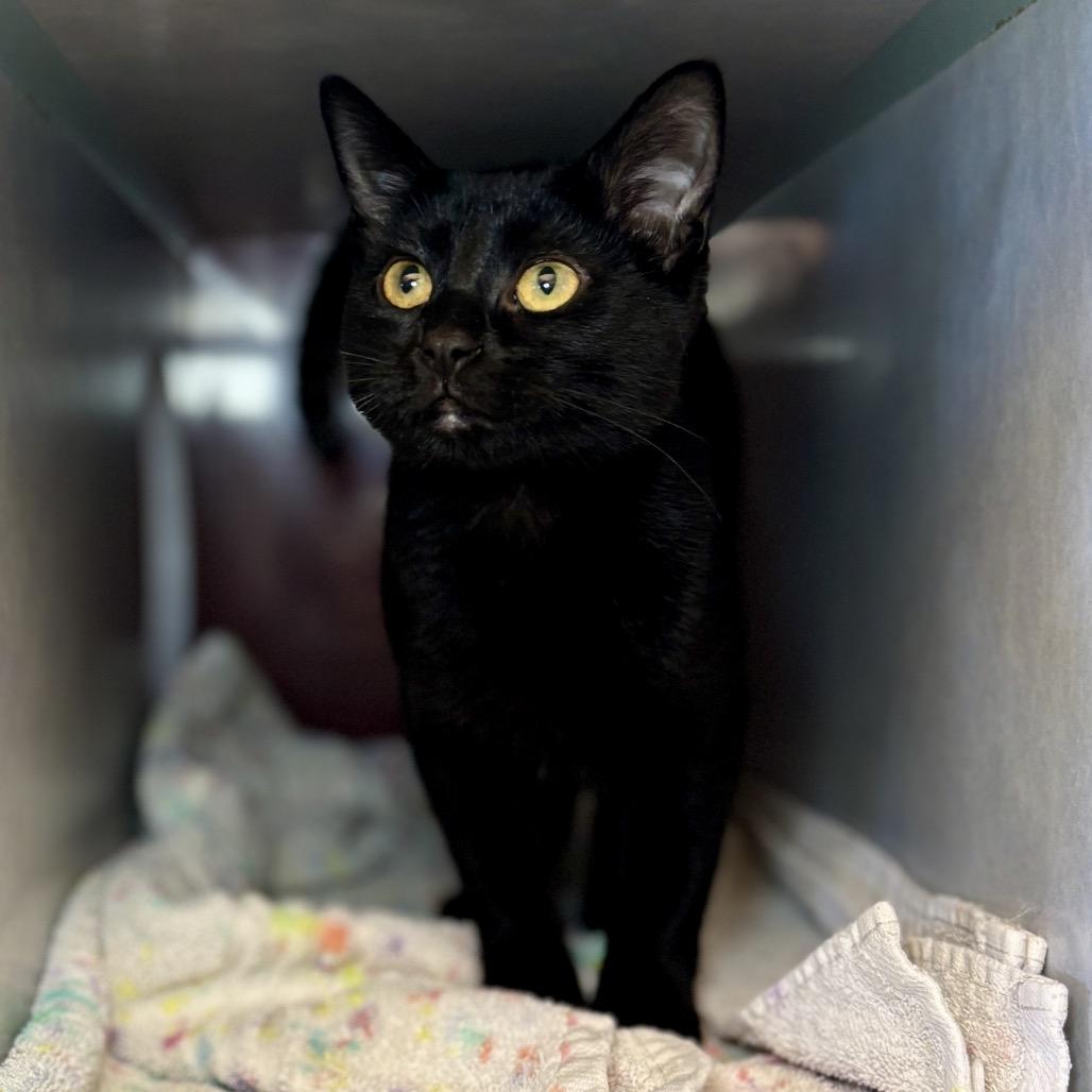 Thin Mint, a Adoptable Domestic Short Hair in Glenwood Springs, CO image 3/6