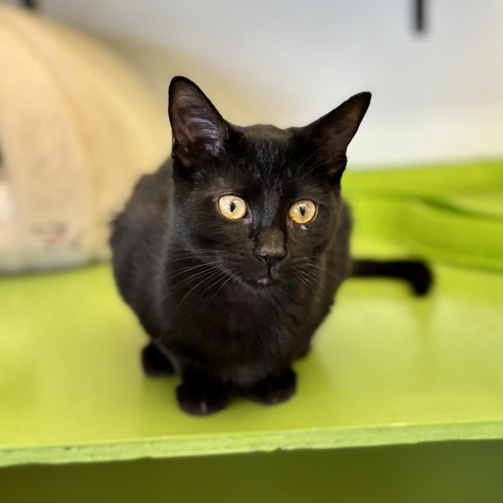 Thin Mint, a Adoptable Domestic Short Hair in Glenwood Springs, CO image 4/6