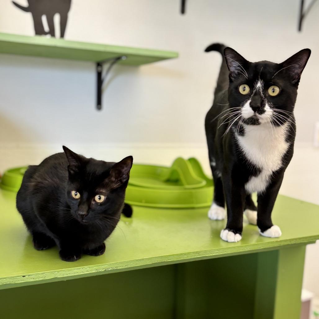 Thin Mint, a Adoptable Domestic Short Hair in Glenwood Springs, CO image 5/6