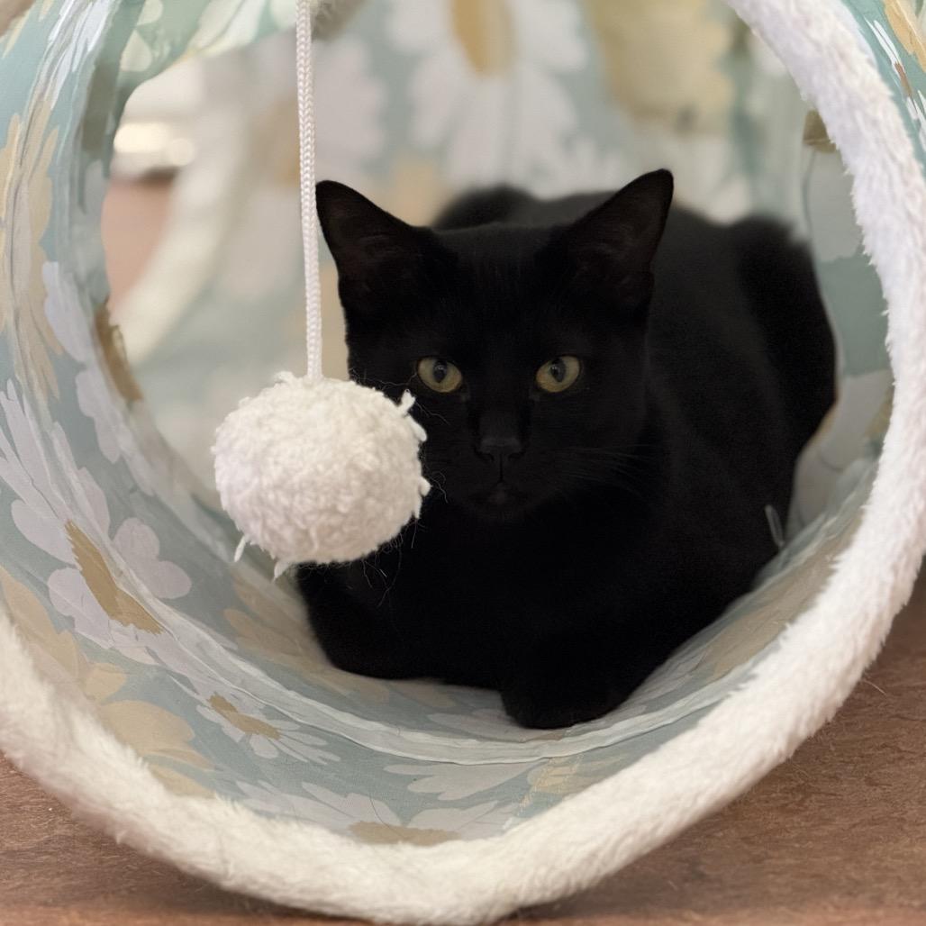 Thin Mint, a Adoptable Domestic Short Hair in Glenwood Springs, CO image 5/6