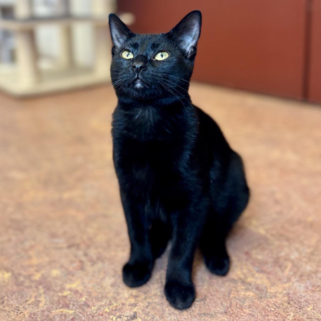 Thin Mint, a Adoptable Domestic Short Hair in Glenwood Springs, CO image 6/6
