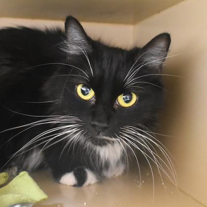 Flo, a ADOPTABLE Domestic Long Hair in Flagstaff, AZ image 1/2