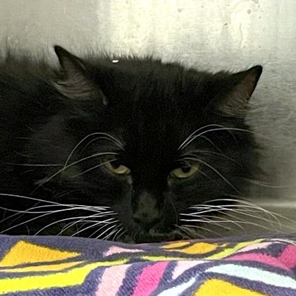 Flo, a ADOPTABLE Domestic Long Hair in Flagstaff, AZ image 2/2