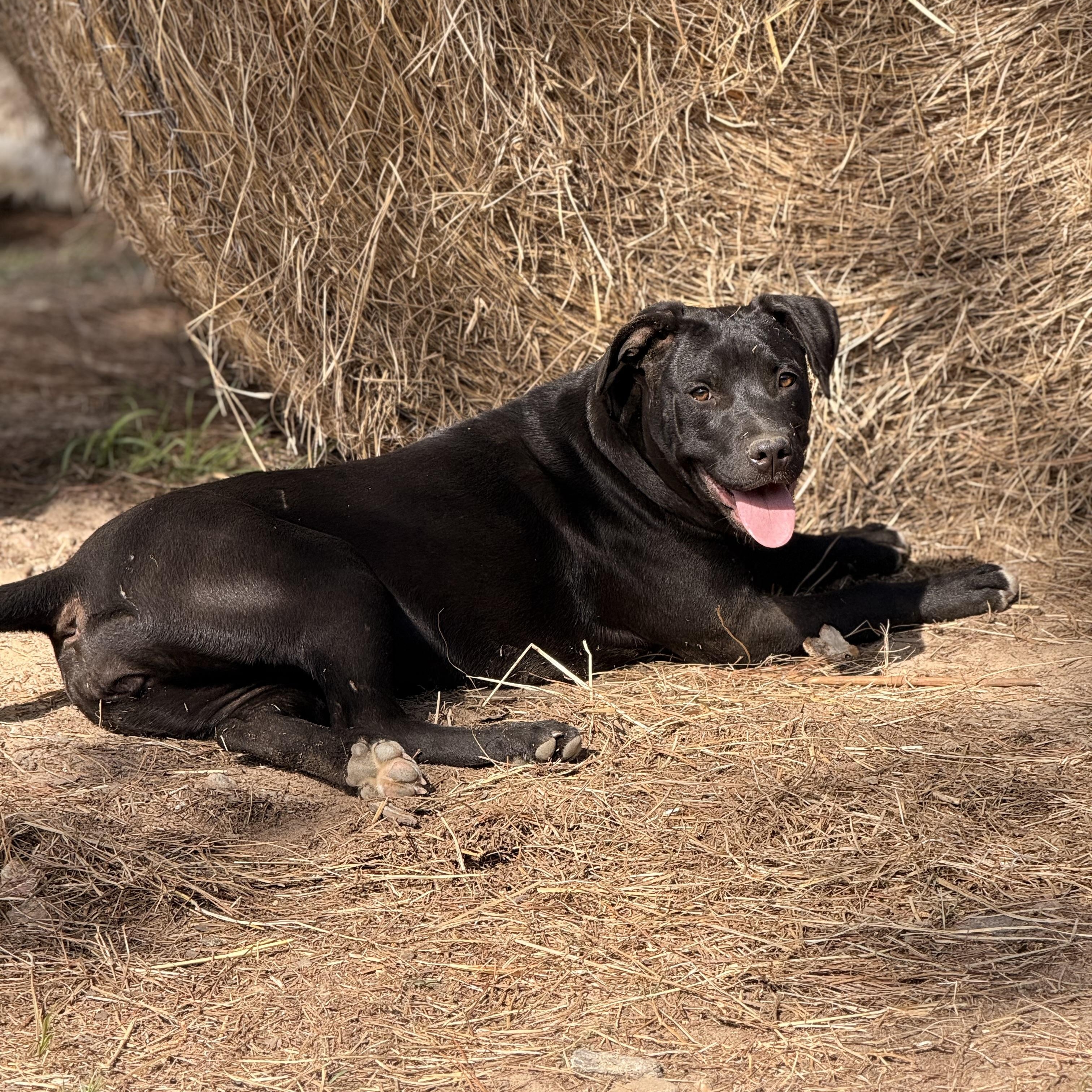 Enlarge Anita $150 adoption fee (sponsored), a Adoptable mixed breed in Arnold, MO image 6/6