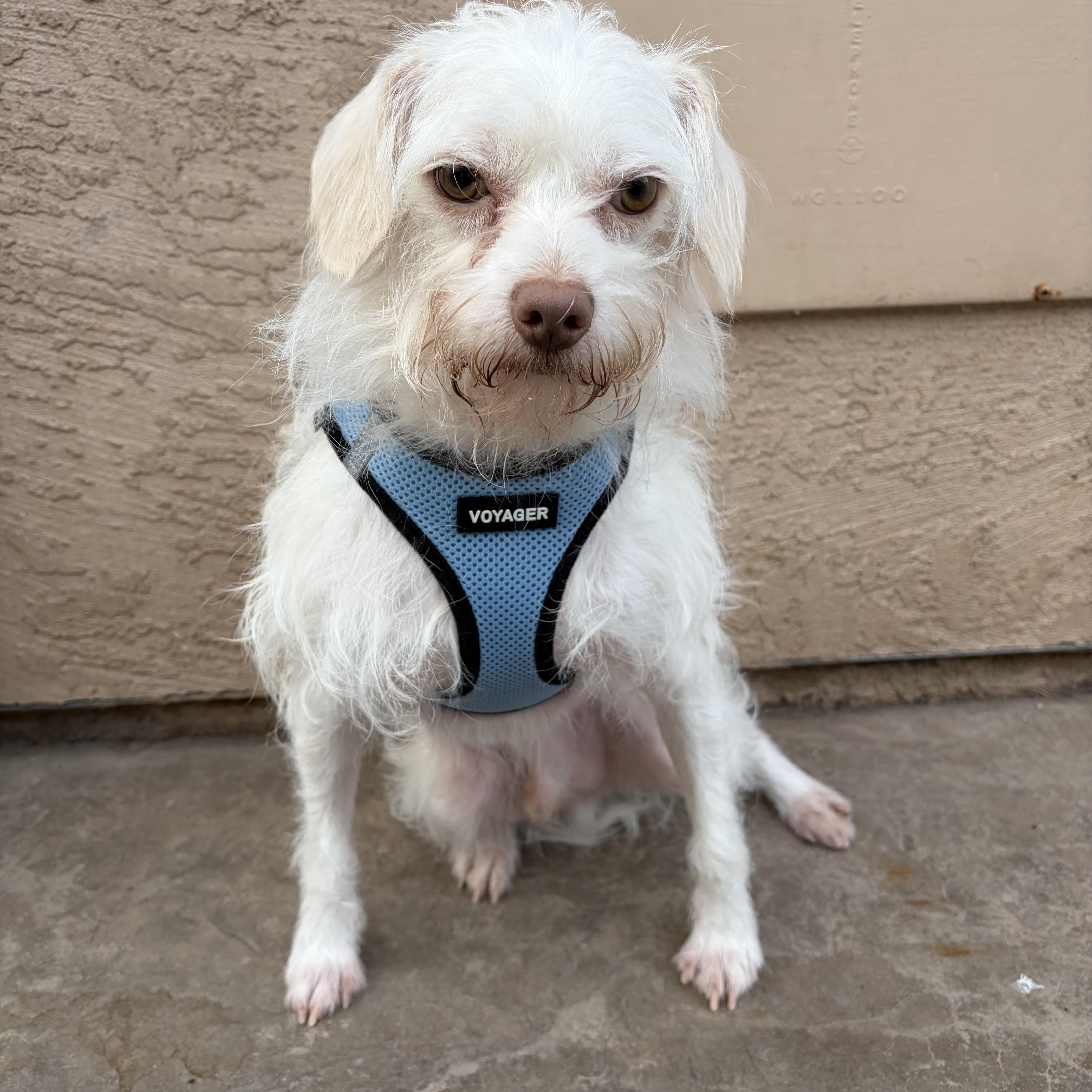 Sunny, an adopted mixed breed in Poway, CA image 2/3