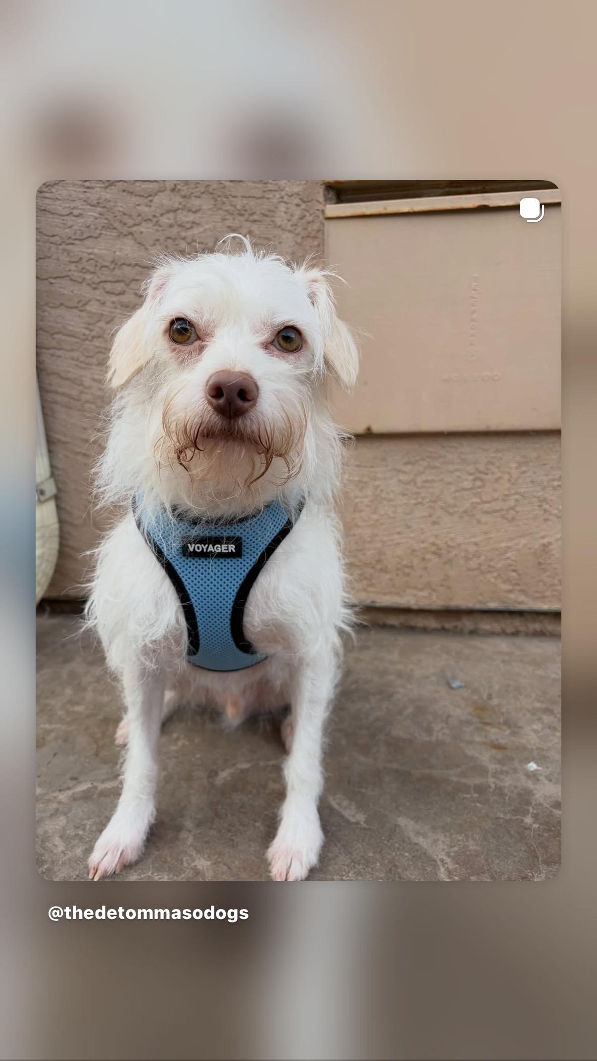 Sunny, an adopted mixed breed in Poway, CA image 3/3