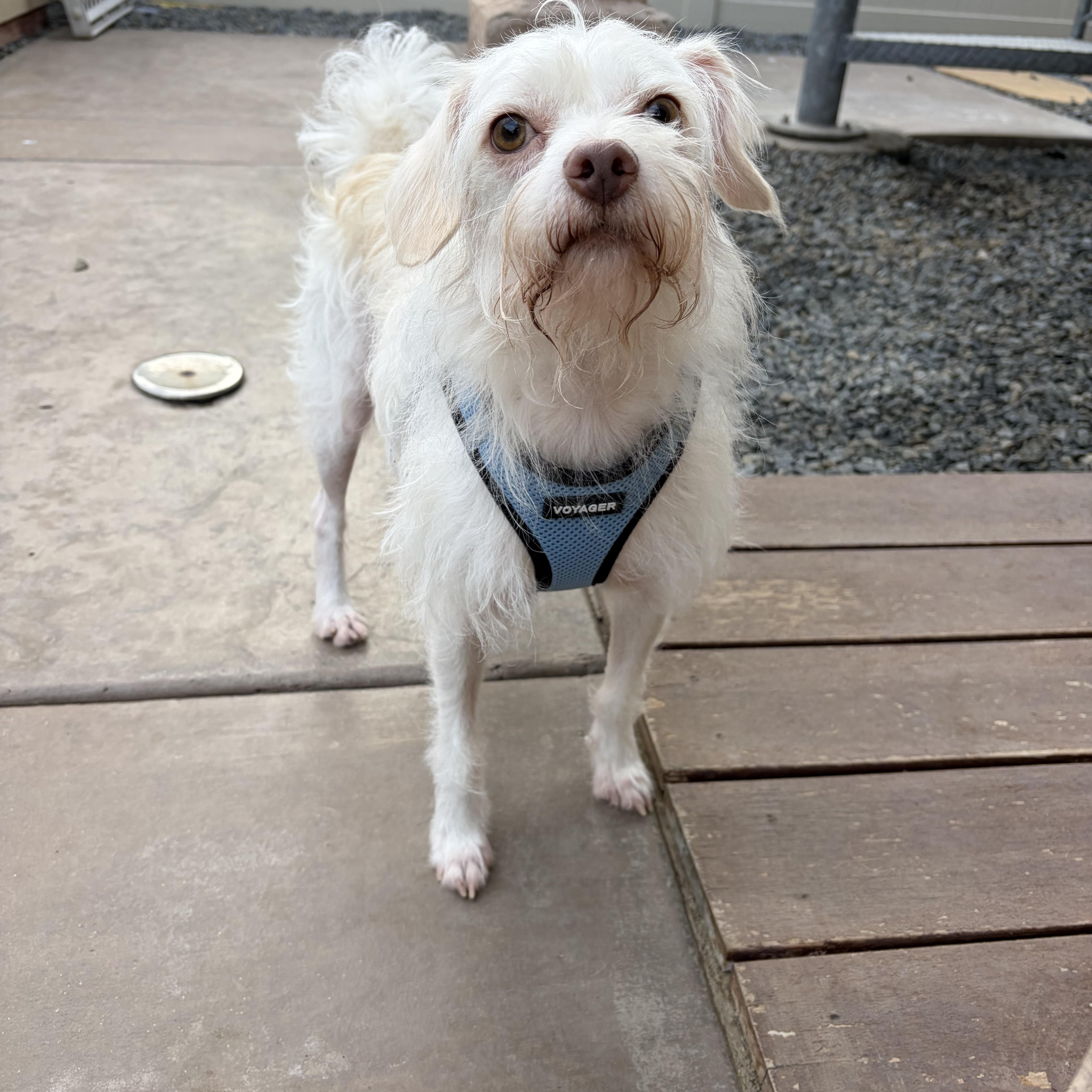 Sunny, an adopted mixed breed in Poway, CA image 1/3