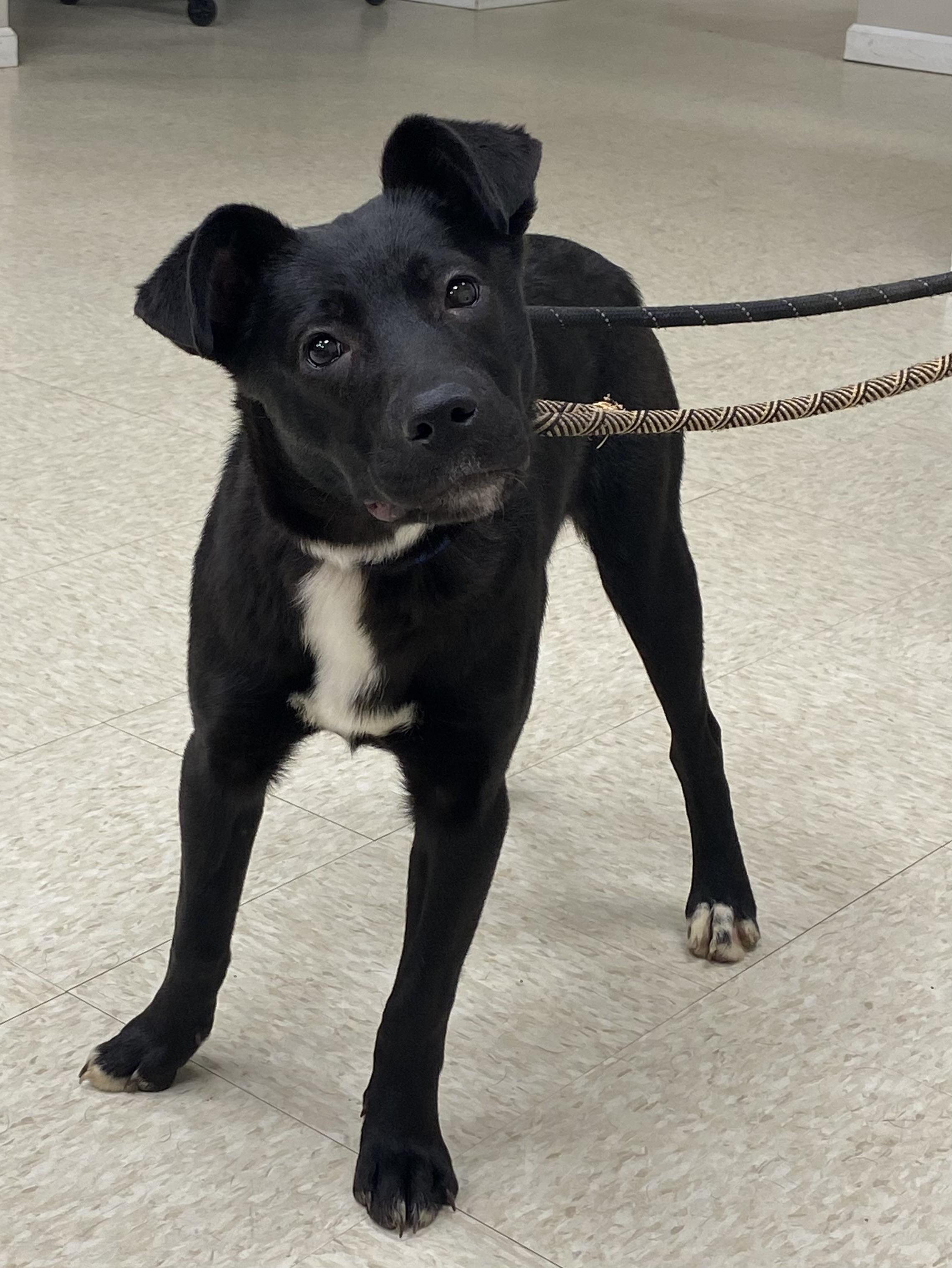 Rosy, ADOPTABLE, Young Female Labrador Retriever.