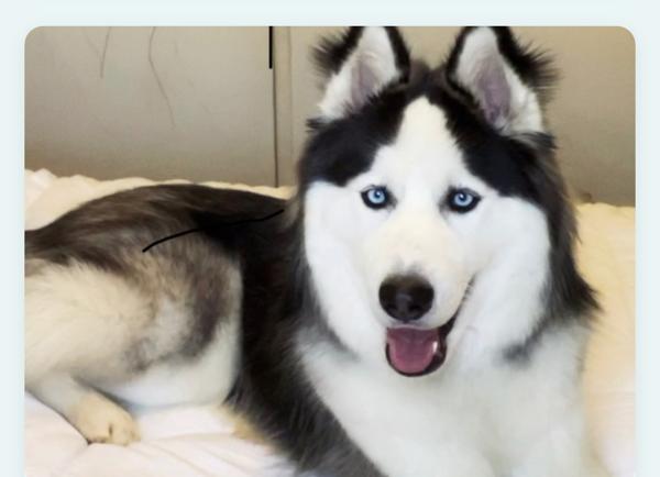 Enlarge Rocko, a Adoptable mixed breed in El Cajon, CA image 1/1