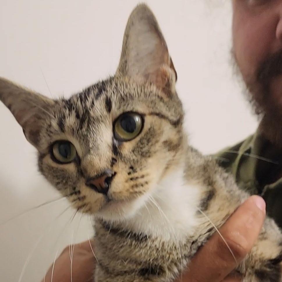 Willow, Adoptable, Adult Female Domestic Short Hair.