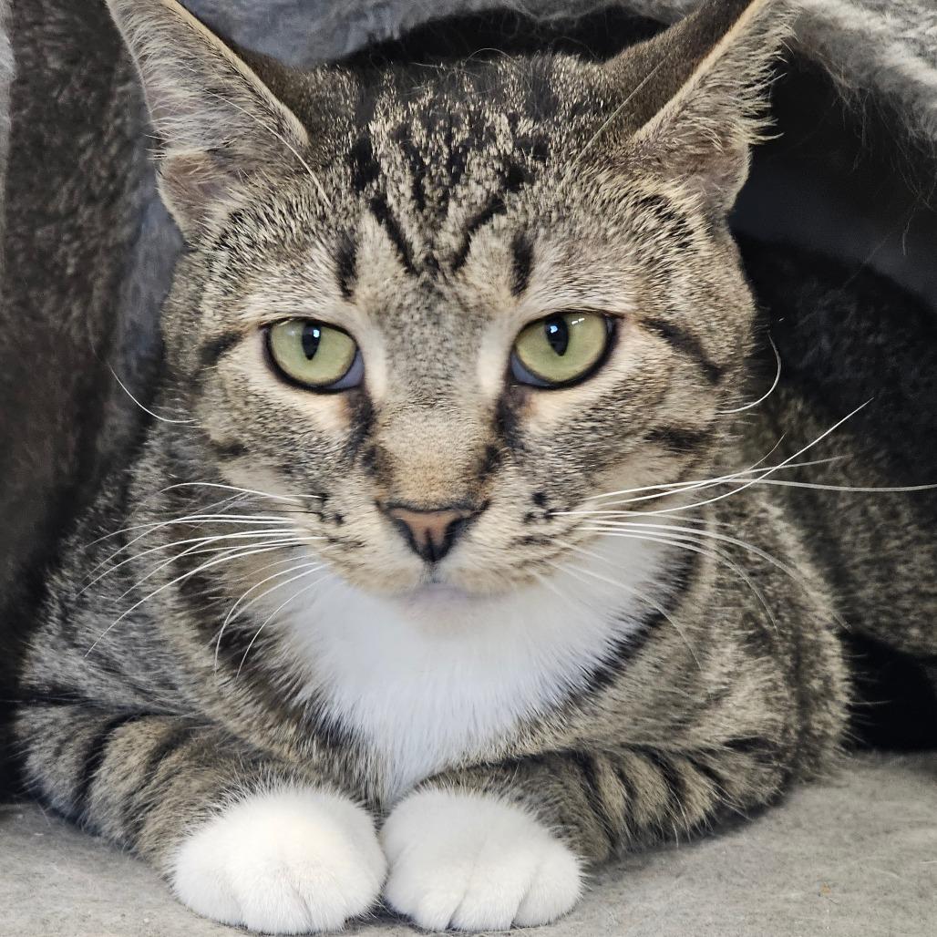 Enlarge Willow, a Adoptable Domestic Short Hair in Corydon, IN image 1/1