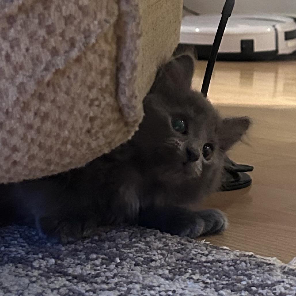 Castner, Adoptable, Kitten Female Domestic Long Hair.