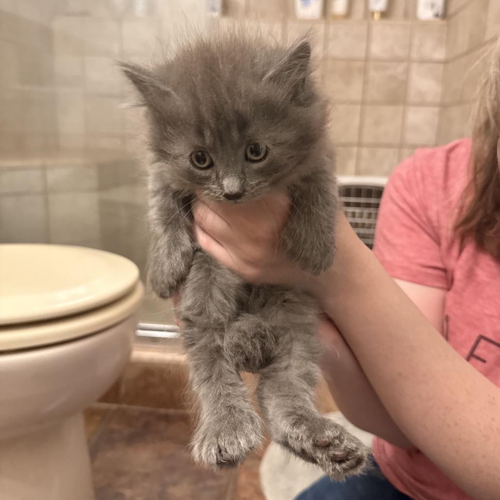 Enlarge Castner, a Adoptable Domestic Long Hair in Kenai, AK image 3/3