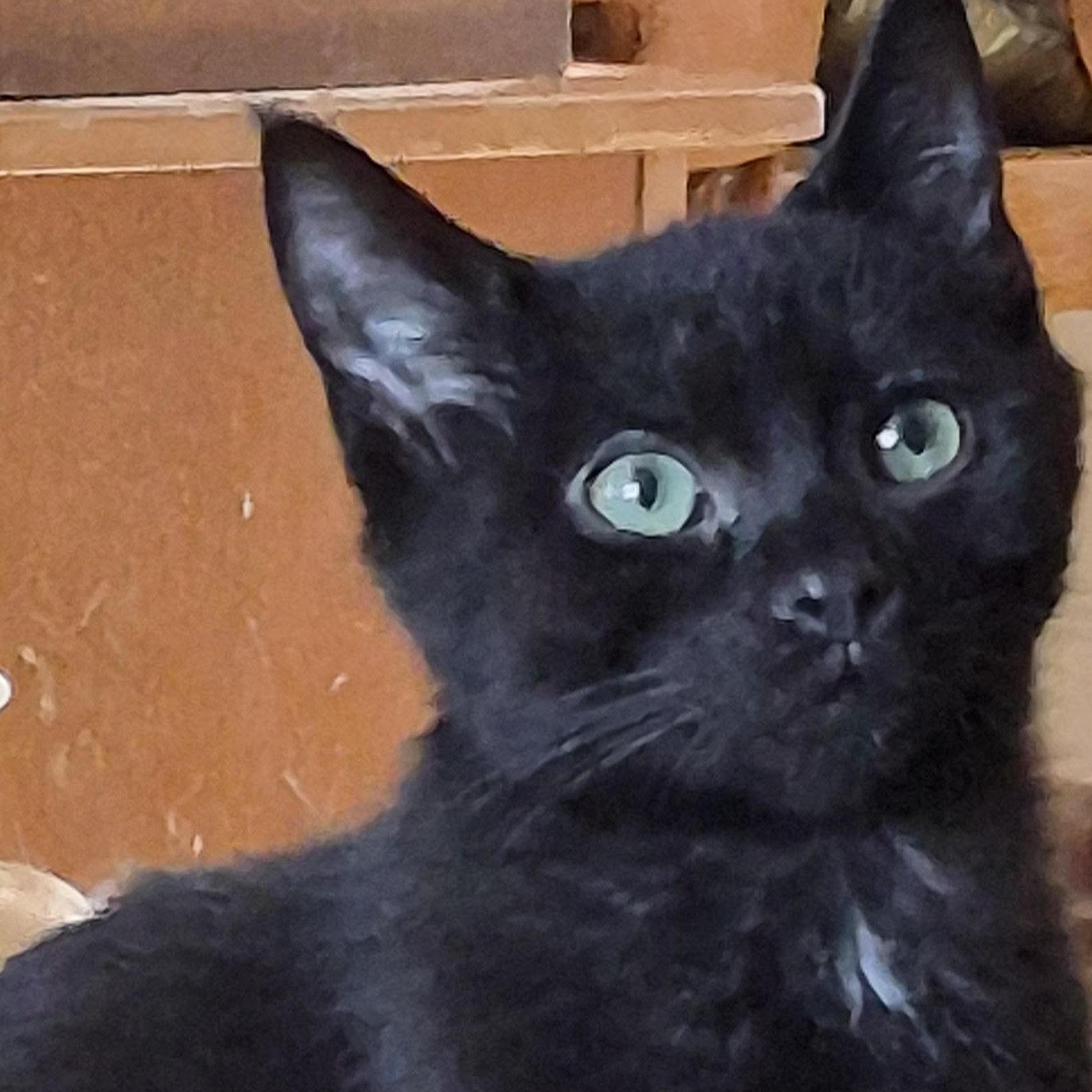 Enlarge Edison, an adopted Domestic Short Hair in Orrville, OH image 1/1