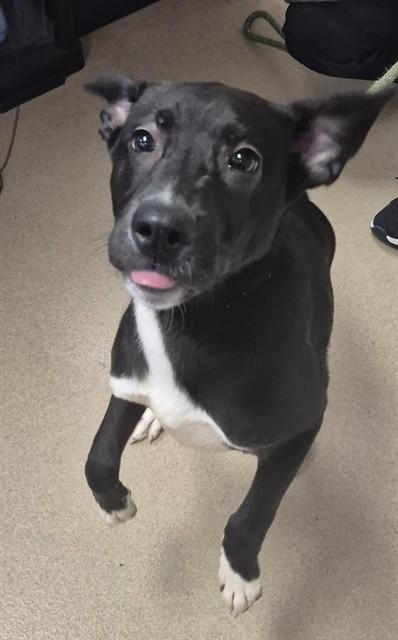 Enlarge BUTCH, a Adoptable mixed breed in Decatur, IL image 1/1