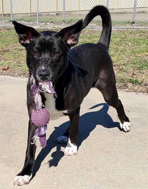 Enlarge BUTCH, a Adoptable mixed breed in Decatur, IL image 1/1