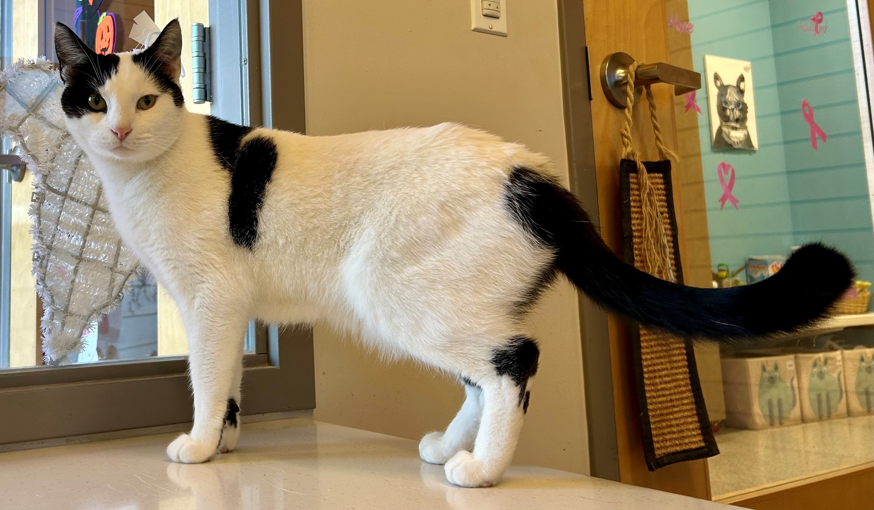 Cat for adoption Woolly, a Domestic Short Hair in Downers Grove, IL