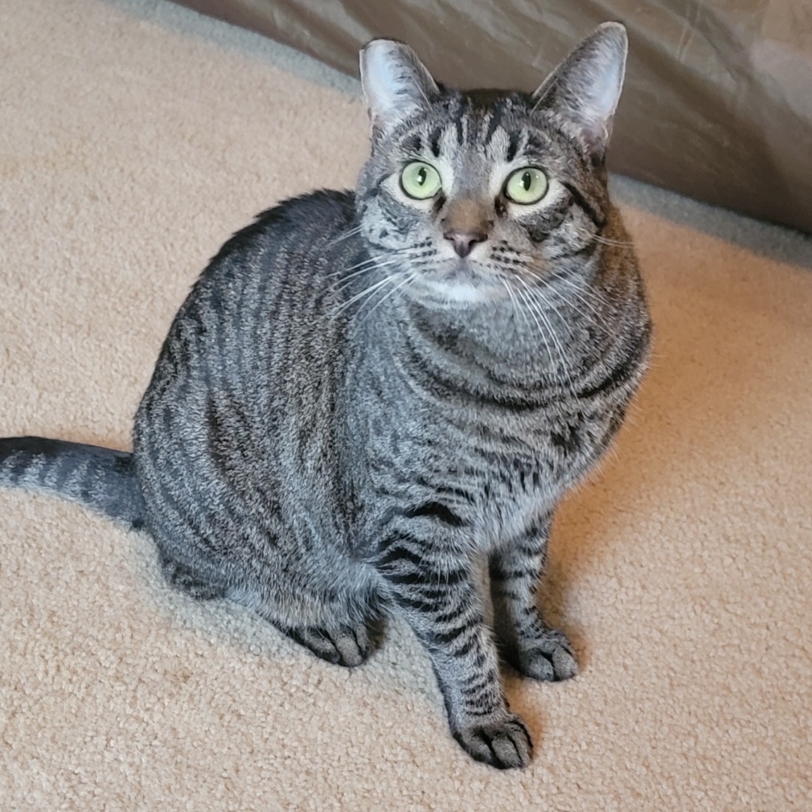 Enlarge Bella and Gigi (paired only), a Adoptable mixed breed in Steilacoom, WA image 10/11